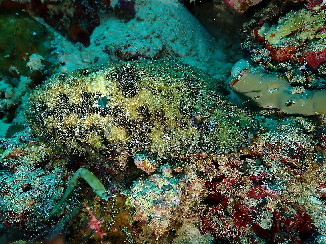 Sculptured Slipper Lobster - Parribacus antarcticus This is the exoskeleton of a dead slipper lobster, almost intact. In spite of its name it is a widespread species.<br />
<a href="https://reefguide.org/baja/pixhtml/sculpturedslipperlobster1.html" rel="nofollow">https://reefguide.org/baja/pixhtml/sculpturedslipperlobster1.html</a> Fall,Geotagged,Indonesia,Parribacus antarcticus