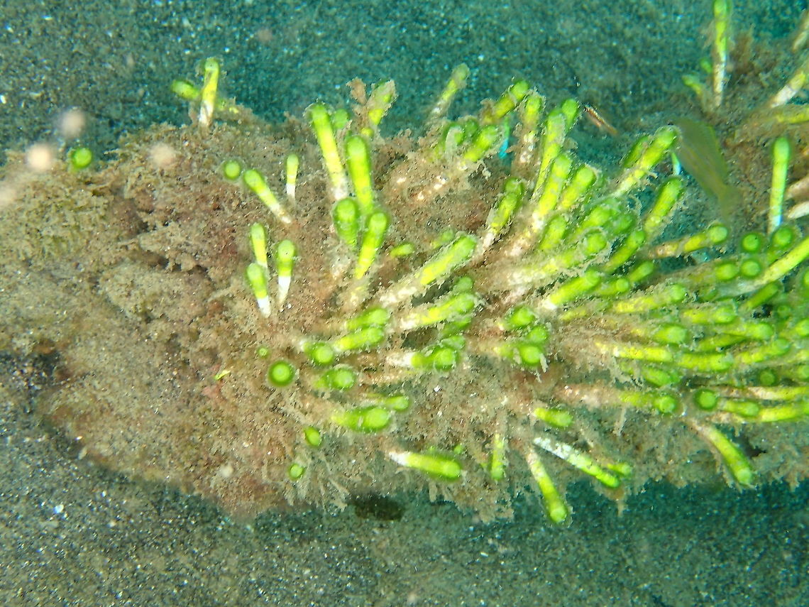 Finger Alga - Neomeris annulata  Fall,Finger Alga,Geotagged,Indonesia,Neomeris annulata
