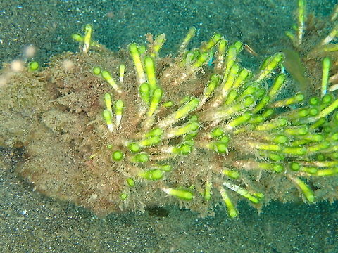 Finger Alga - Neomeris annulata  Fall,Finger Alga,Geotagged,Indonesia,Neomeris annulata