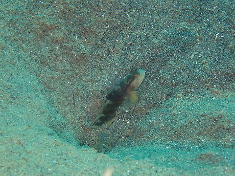 Flagfin prawn goby Unfortunately not displaying its beautiful flag-like dorsal fin but you can still glimpse a bit of its blue in the picture. Fall,Geotagged,Goby,Indonesia,Mahidolia mystacina,flagfin prawn goby