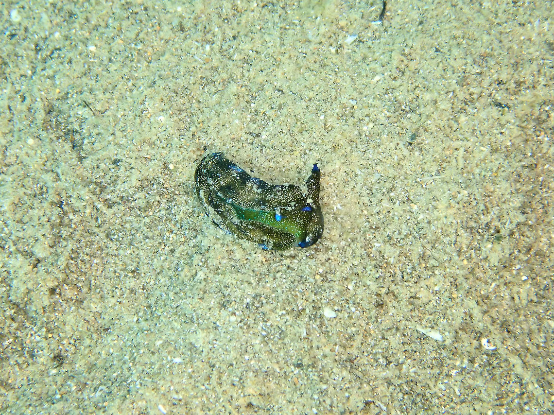 Plakobranchus sp.5 According to some fellows in Nudibranch Central this may be Plakobranchus sp. 5 in the NSSI II book. Fall,Geotagged,Indonesia,Opisthobranch,Opisthobranchia,Plakobranchus