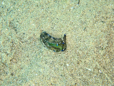 Plakobranchus sp.5 According to some fellows in Nudibranch Central this may be Plakobranchus sp. 5 in the NSSI II book. Fall,Geotagged,Indonesia,Opisthobranch,Opisthobranchia,Plakobranchus