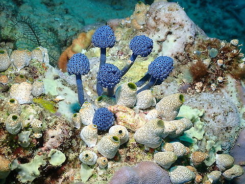 Lollipop Tunicate - Nephtheis fascicularis (blue color) First place I see these tunicates in blue. They are most often seen in dark green. Blue are even prettier. Fall,Geotagged,Indonesia,Lollipop Tunicate,Nephtheis fascicularis