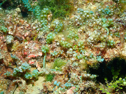 Sea Grapes - Caulerpa racemosa  Caulerpa racemosa,Fall,Geotagged,Indonesia,Sea grapes