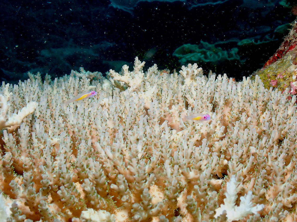 Redeye goby - Bryaninops natans  Bryaninops natans,Fall,Geotagged,Indonesia,Redeye goby