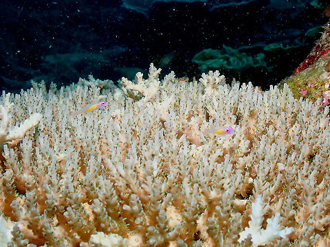 Redeye goby - Bryaninops natans  Bryaninops natans,Fall,Geotagged,Indonesia,Redeye goby