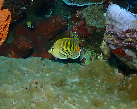 Spot-banded Butterflyfish - Chaetodon punctatofasciatus  Chaetodon punctatofasciatus,Fall,Geotagged,Indonesia,Spot-banded Butterflyfish