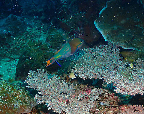 Yellow-fin parrotfish - Scarus flavipectoralis  Fall,Geotagged,Indonesia,Scarus flavipectoralis,Yellow-fin parrotfish