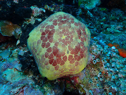 Cushion Star - Culcita novaguineae As we did not have a yellow version yet :-) Culcita novaeguineae,Fall,Geotagged,Indonesia,Pin-cushion Sea Star