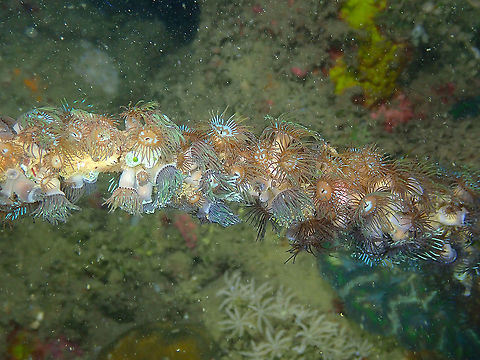Tree Anemone - Acrozoanthus australiae  Acrozoanthus,Acrozoanthus australiae,Fall,Geotagged,Indonesia