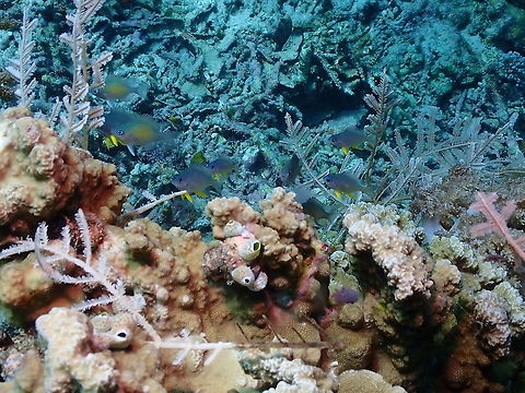 Orbicular Damselfish - Amblyglyphidodon orbicularis  Amblyglyphidodon orbicularis,Fall,Geotagged,Indonesia