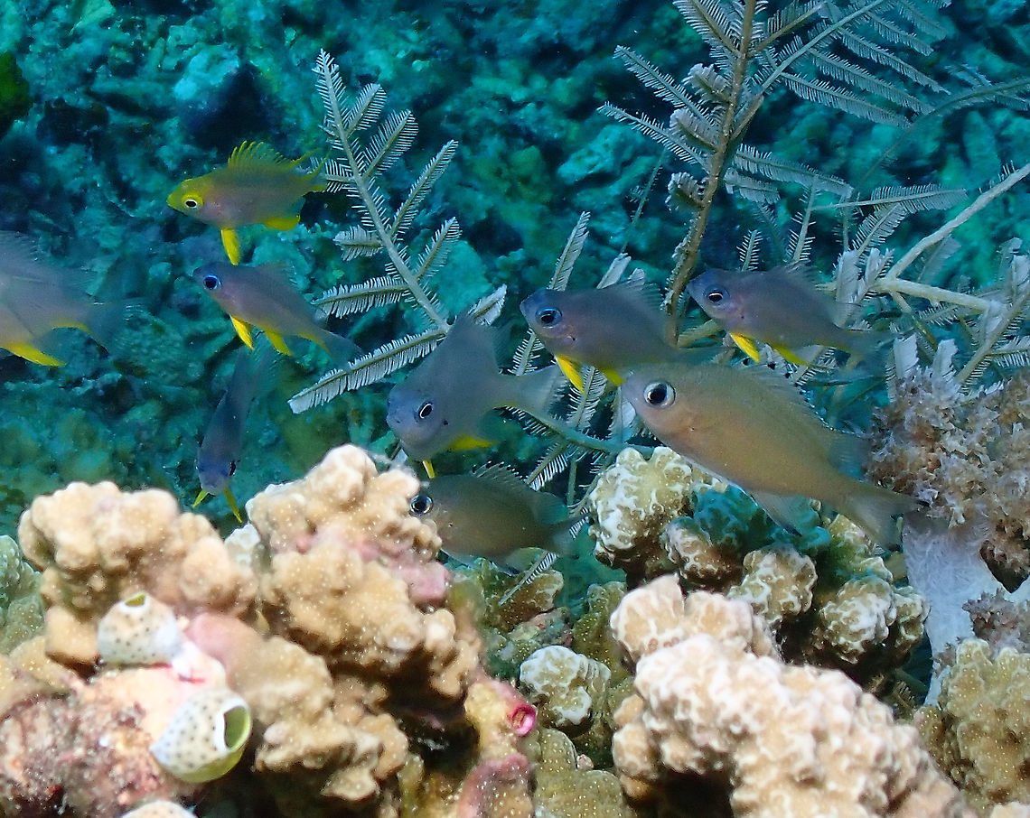 Chromis lepidolepis These are the fishes like the one at the front right hand side. They are mixed with Orbicular damselfishes. Chromis lepidolepis,Fall,Geotagged,Indonesia,Scaky Chromis