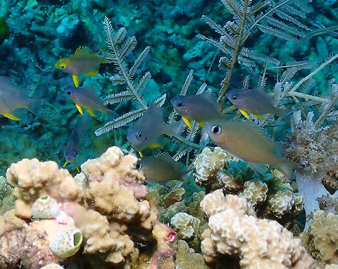 Chromis lepidolepis These are the fishes like the one at the front right hand side. They are mixed with Orbicular damselfishes. Chromis lepidolepis,Fall,Geotagged,Indonesia,Scaky Chromis