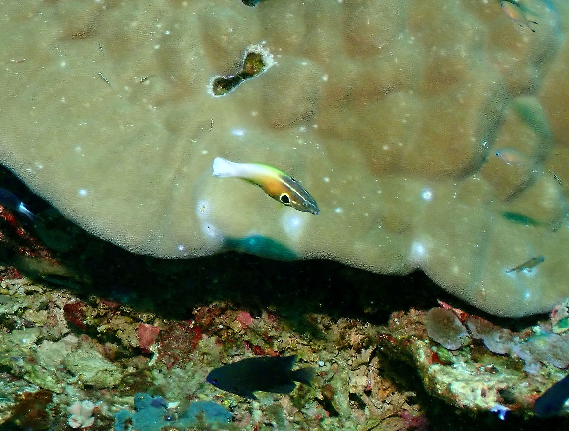 Allen's tubelip - Labropsis alleni  Allen's tubelip,Fall,Geotagged,Indonesia,Labropsis alleni