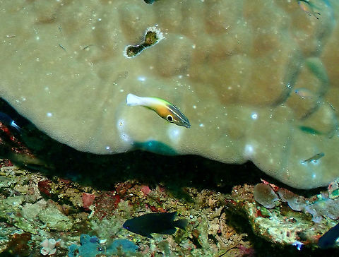 Allen's tubelip - Labropsis alleni  Allen's tubelip,Fall,Geotagged,Indonesia,Labropsis alleni