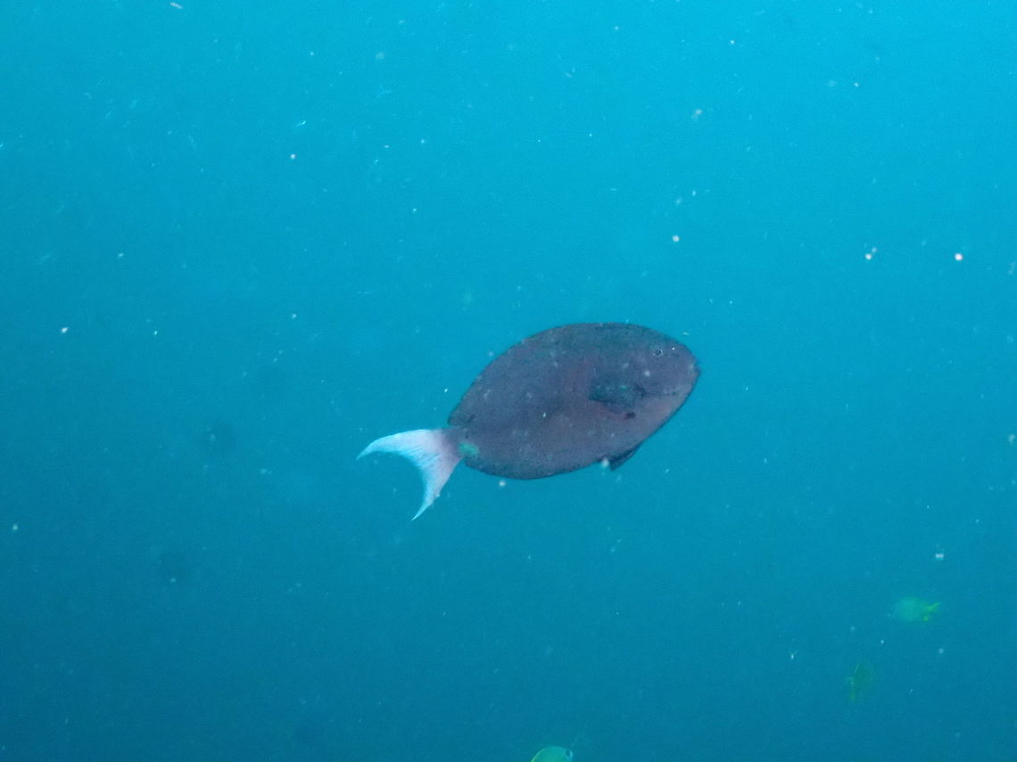 Whitetail Surgeonfish - Acanthurus thompsoni  Acanthurus thompsoni,Fall,Geotagged,Indonesia