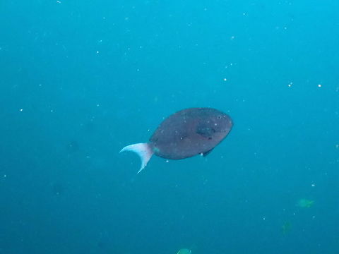 Whitetail Surgeonfish - Acanthurus thompsoni  Acanthurus thompsoni,Fall,Geotagged,Indonesia