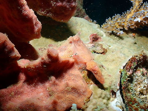 Headspot Eviota - Eviota melasma  Eviota melasma,Fall,Geotagged,Indonesia