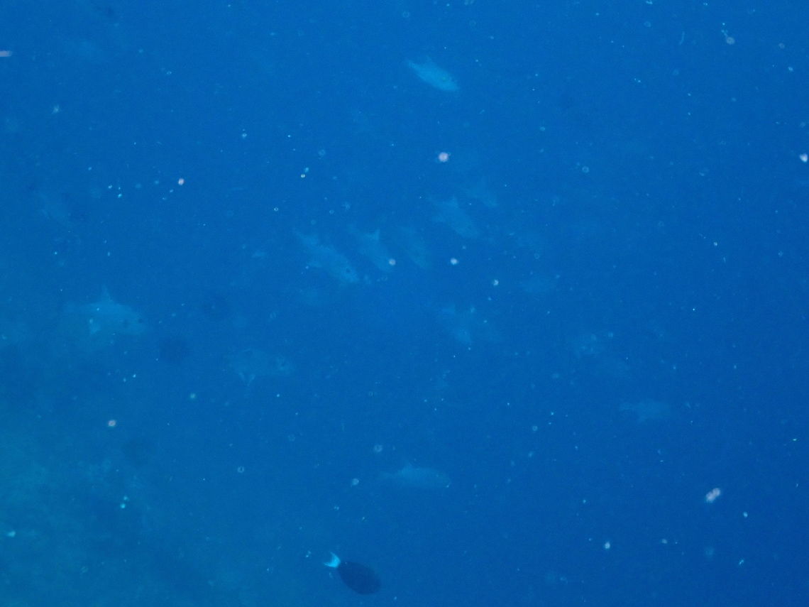 Oceanic triggerfish -  Canthidermis maculata Not the best quality picture but it introduces this awesome species of triggerfishes. They are always  far in the blue and is difficult to approach them. They are also in less deep water for nesting purposes, then they migrate back into the deep ocean. Canthidermis maculata,Fall,Geotagged,Indonesia,Spotted oceanic triggerfish or Rough triggerfish