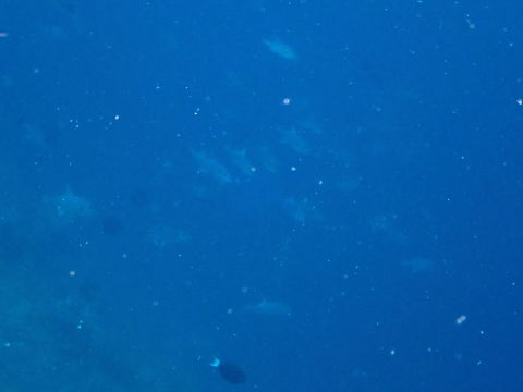 Oceanic triggerfish -  Canthidermis maculata Not the best quality picture but it introduces this awesome species of triggerfishes. They are always  far in the blue and is difficult to approach them. They are also in less deep water for nesting purposes, then they migrate back into the deep ocean. Canthidermis maculata,Fall,Geotagged,Indonesia,Spotted oceanic triggerfish or Rough triggerfish