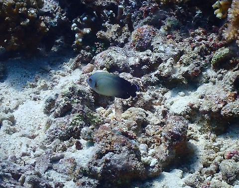 Pearlscale angelfish - Centropyge vrolikii  Centropyge vrolikii,Fall,Geotagged,Indonesia,Pearlscale angelfish