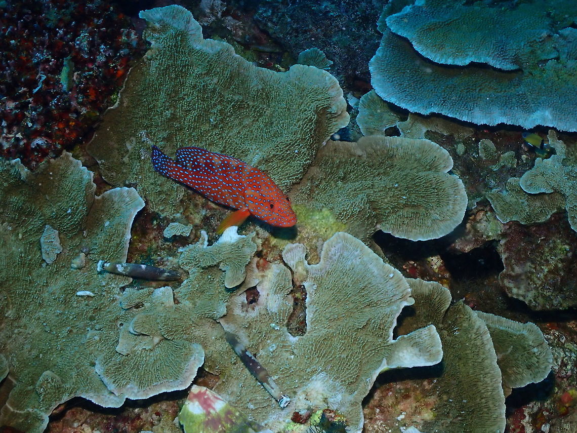 Coral hind - Cephalopholis miniata  Cephalopholis miniata,Coral hind,Fall,Geotagged,Indonesia