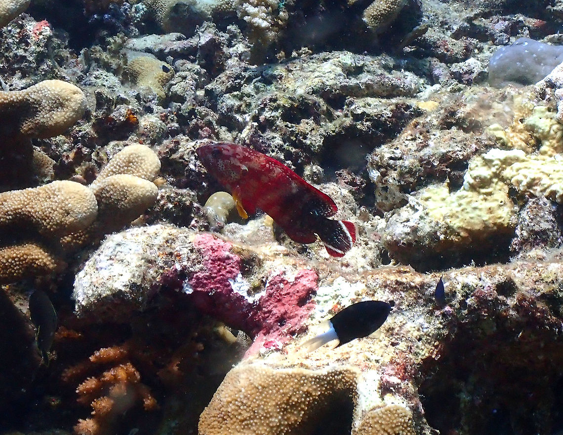 Flagtail rockcod - Cephalopholis urodeta  Cephalopholis urodeta,Fall,Geotagged,Grouper,Indonesia