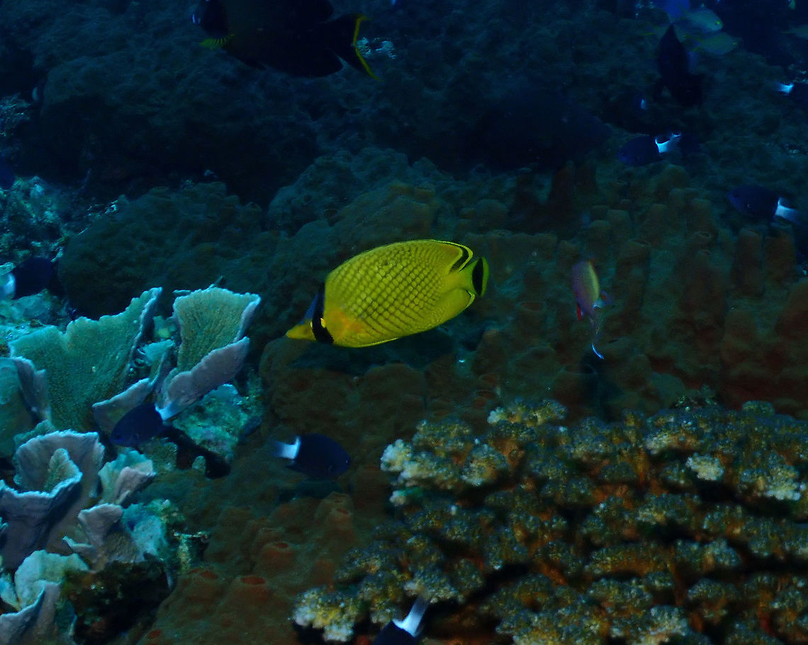 Latticed Butterflyfish - Chaetodon rafflesii  Chaetodon rafflesii,Fall,Geotagged,Indonesia,Latticed Butterflyfish