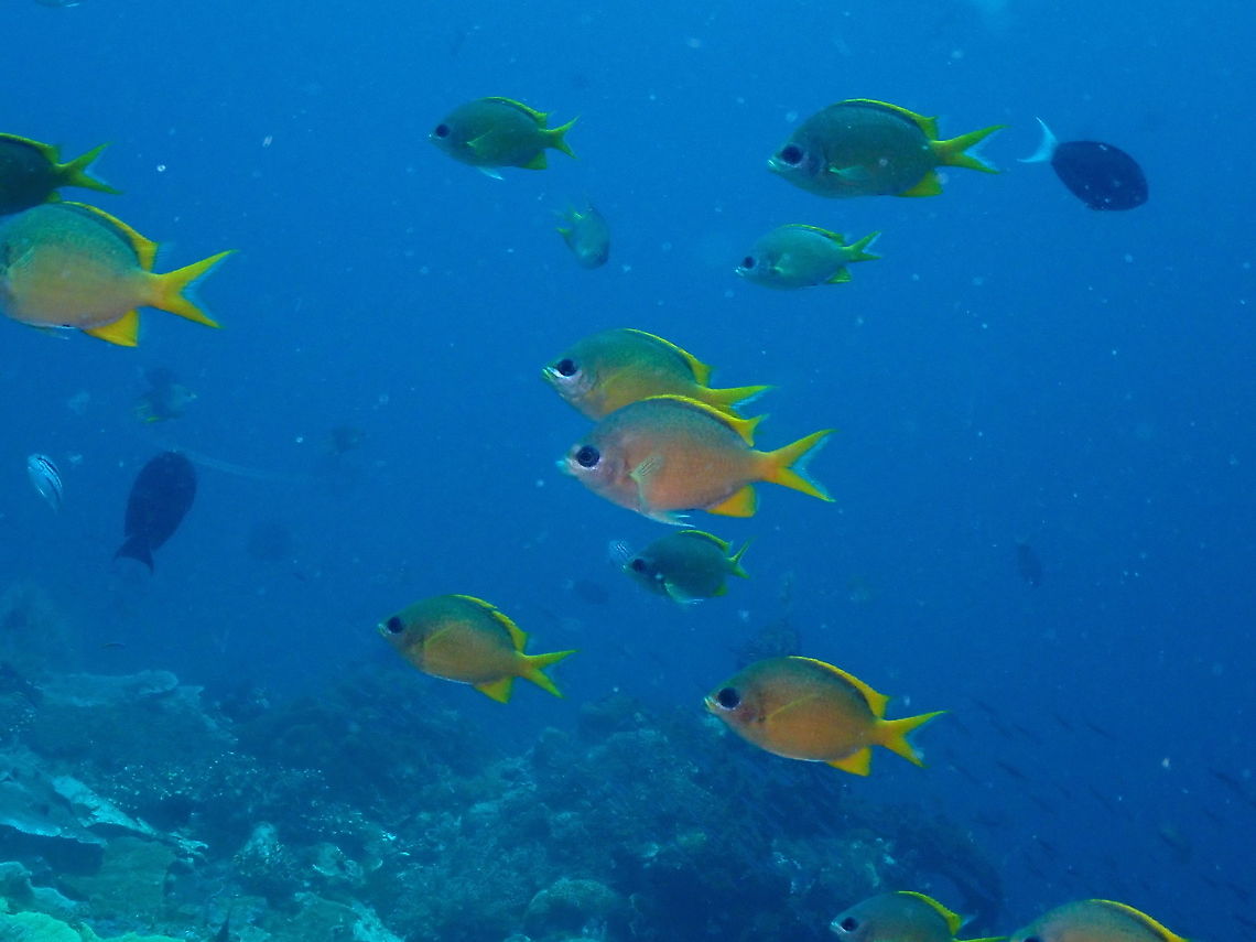 Yellow chromis - Chromis analis  Chromis analis,Fall,Geotagged,Indonesia,damselfish
