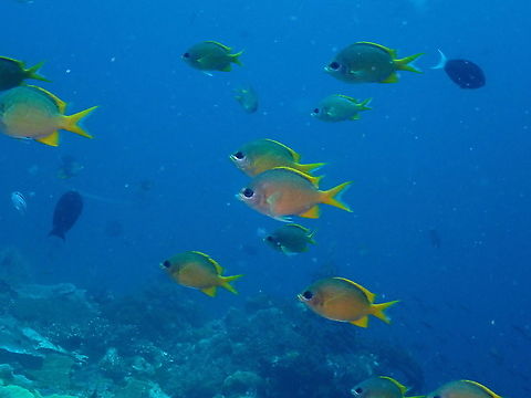 Yellow chromis - Chromis analis  Chromis analis,Fall,Geotagged,Indonesia,damselfish