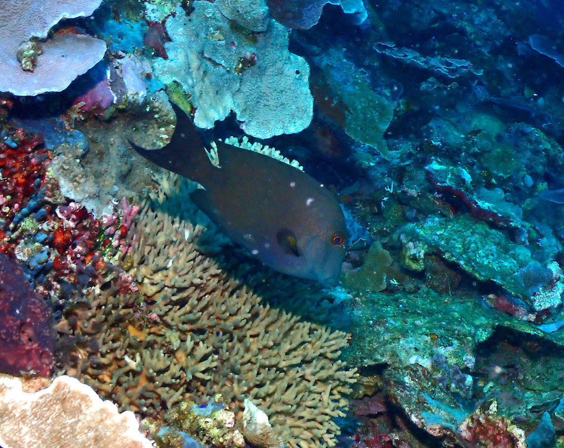 Striated surgeonfish - Ctenochaetus striatus  Ctenochaetus striatus,Fall,Geotagged,Indonesia