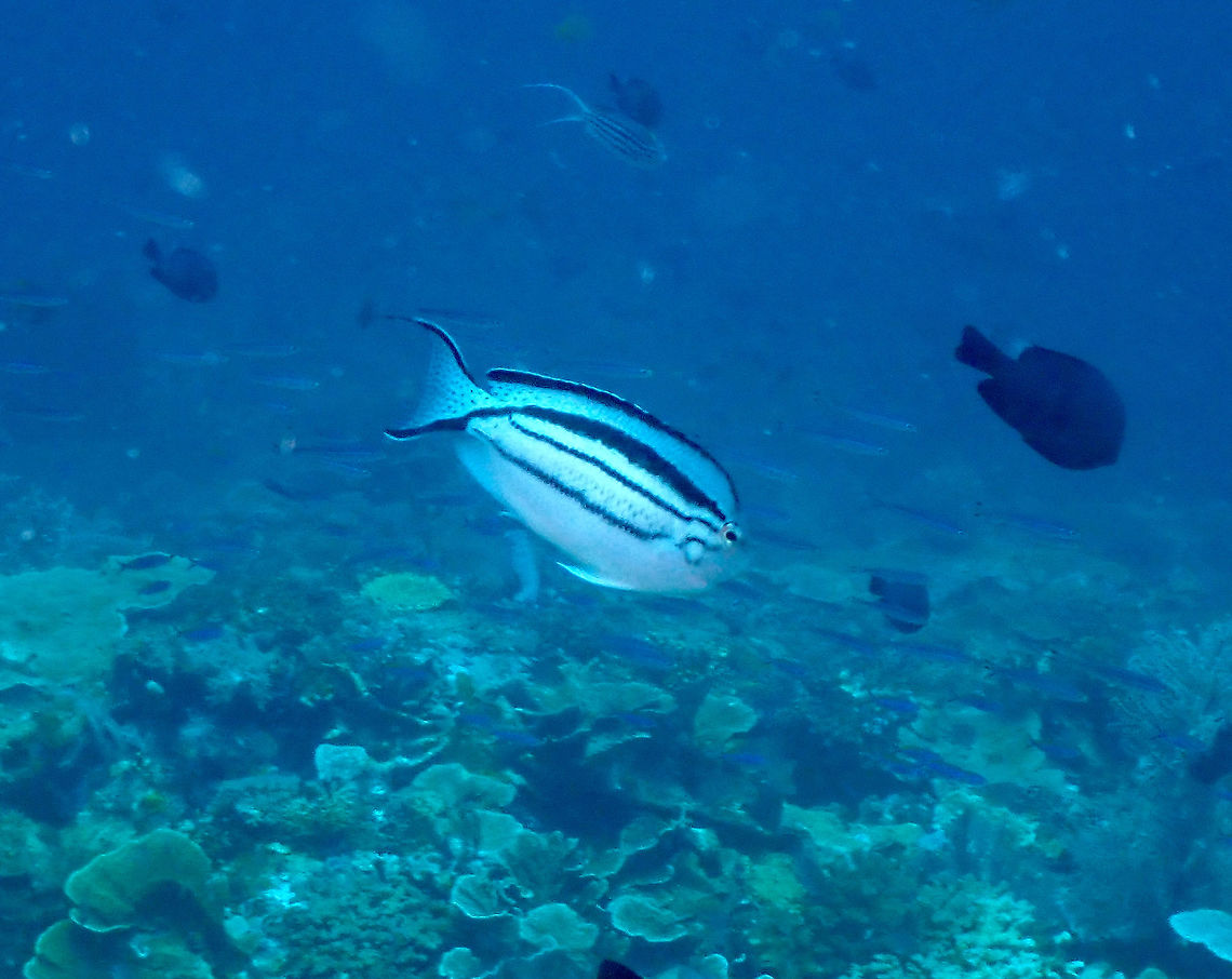 Lamarcks angelfish - Genicanthus lamarck ♀️  Fall,Genicanthus lamarck,Geotagged,Indonesia,Lamarcks angelfish