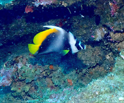 Singular bannerfish - Heniochus singularius  Fall,Geotagged,Heniochus singularius,Indonesia,Singular bannerfish