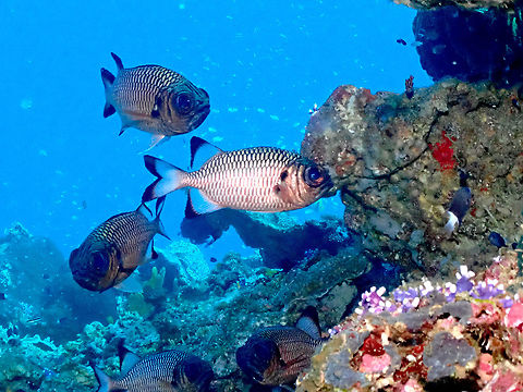 Shadowfin soldierfish - Myripristis adusta  Fall,Geotagged,Indonesia,Myripristis adusta,Shadowfin soldierfish