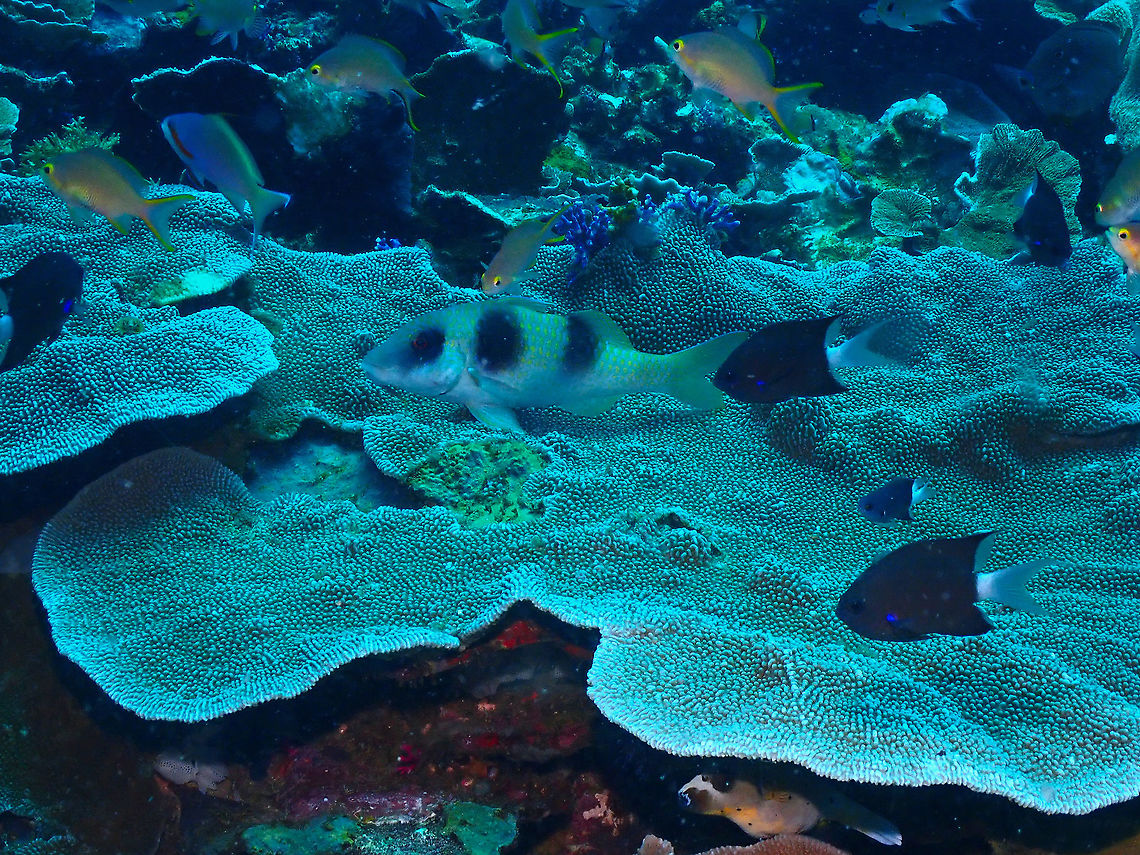 Doublebar Goatfish - Parupeneus crassilabris  Doublebar Goatfish,Fall,Geotagged,Indonesia,Parupeneus crassilabris