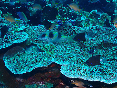 Doublebar Goatfish - Parupeneus crassilabris  Doublebar Goatfish,Fall,Geotagged,Indonesia,Parupeneus crassilabris