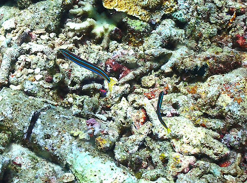Bluestriped fangblenny - Plagiotremus rhinorhynchos  Bluestriped fangblenny,Fall,Geotagged,Indonesia,Plagiotremus rhinorhynchos