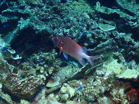 Silverspot squirrelfish - Sargocentron caudimaculatum  Fall,Geotagged,Indonesia,Sargocentron caudimaculatum,Silverspot squirrelfish