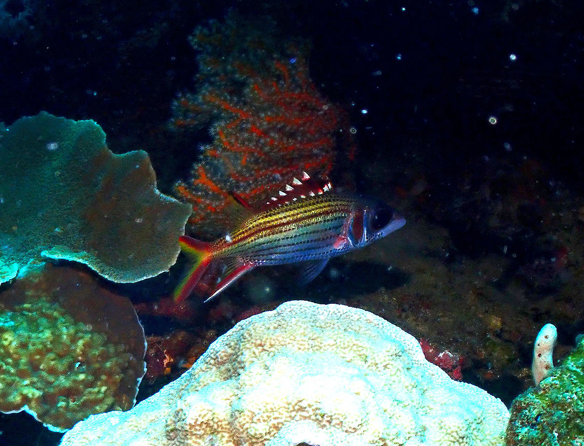 Sammara squirrelfish - Neoniphon sammara  Fall,Geotagged,Indonesia,Neoniphon sammara,Sammara squirrelfish