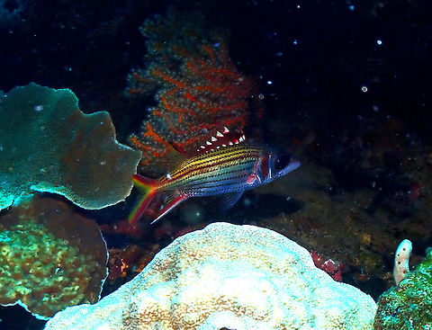 Sammara squirrelfish - Neoniphon sammara  Fall,Geotagged,Indonesia,Neoniphon sammara,Sammara squirrelfish