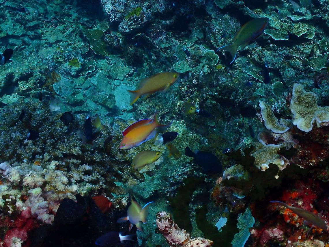 Dispar Anthias - Pseudanthias dispar Another rather awful picture but I just want to record the species for that part of the world :-) Dispar Anthias,Fall,Geotagged,Indonesia,Pseudanthias dispar