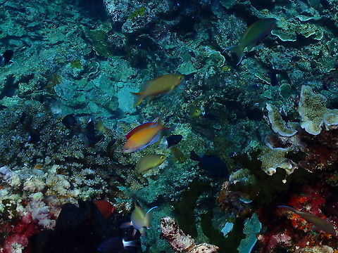 Dispar Anthias - Pseudanthias dispar Another rather awful picture but I just want to record the species for that part of the world :-) Dispar Anthias,Fall,Geotagged,Indonesia,Pseudanthias dispar