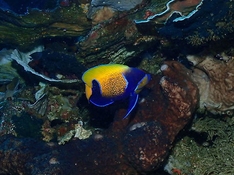 Blue-girdled angelfish - Pomacanthus navarchus  Blue-girdled angelfish,Fall,Geotagged,Indonesia,Pomacanthus navarchus