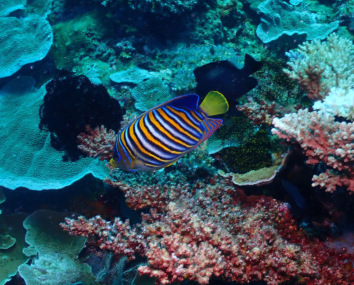 Royal angelfish - Pygoplites diacanthus  Fall,Geotagged,Indonesia,Pygoplites diacanthus,Royal angelfish