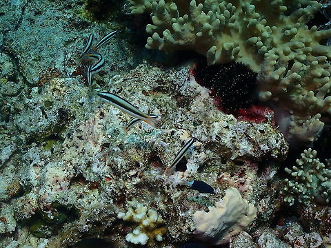 Blunt-headed wrasse - Thalassoma amblycephalum Juveniles with the stripes. Blunt-headed wrasse,Fall,Geotagged,Indonesia,Thalassoma amblycephalum