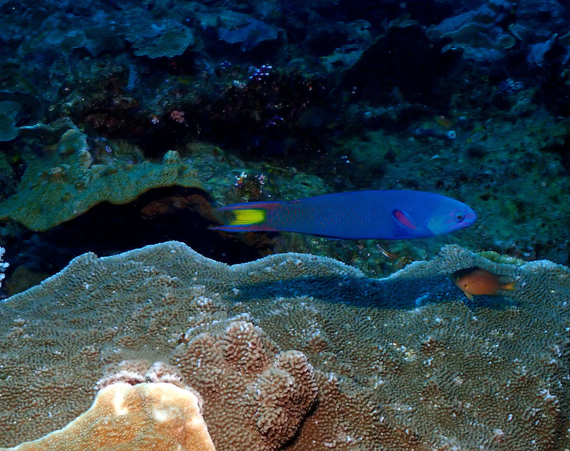 Moon wrasse - Thalassoma lunare  Fall,Geotagged,Indonesia,Moon wrasse,Thalassoma lunare