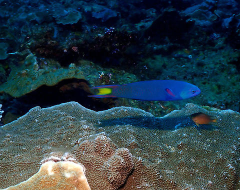 Moon wrasse - Thalassoma lunare  Fall,Geotagged,Indonesia,Moon wrasse,Thalassoma lunare
