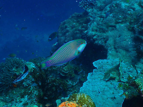 Bleeker's parrotfish - Chlorurus bleekeri I think the name is due to its large pale patch in the cheek. Chlorurus bleekeri,Fall,Geotagged,Indonesia