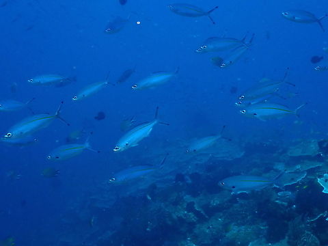 Banana Fusilier - Pterocaesio pisang  Fall,Geotagged,Indonesia,Pterocaesio pisang,Ruddy Fusilier
