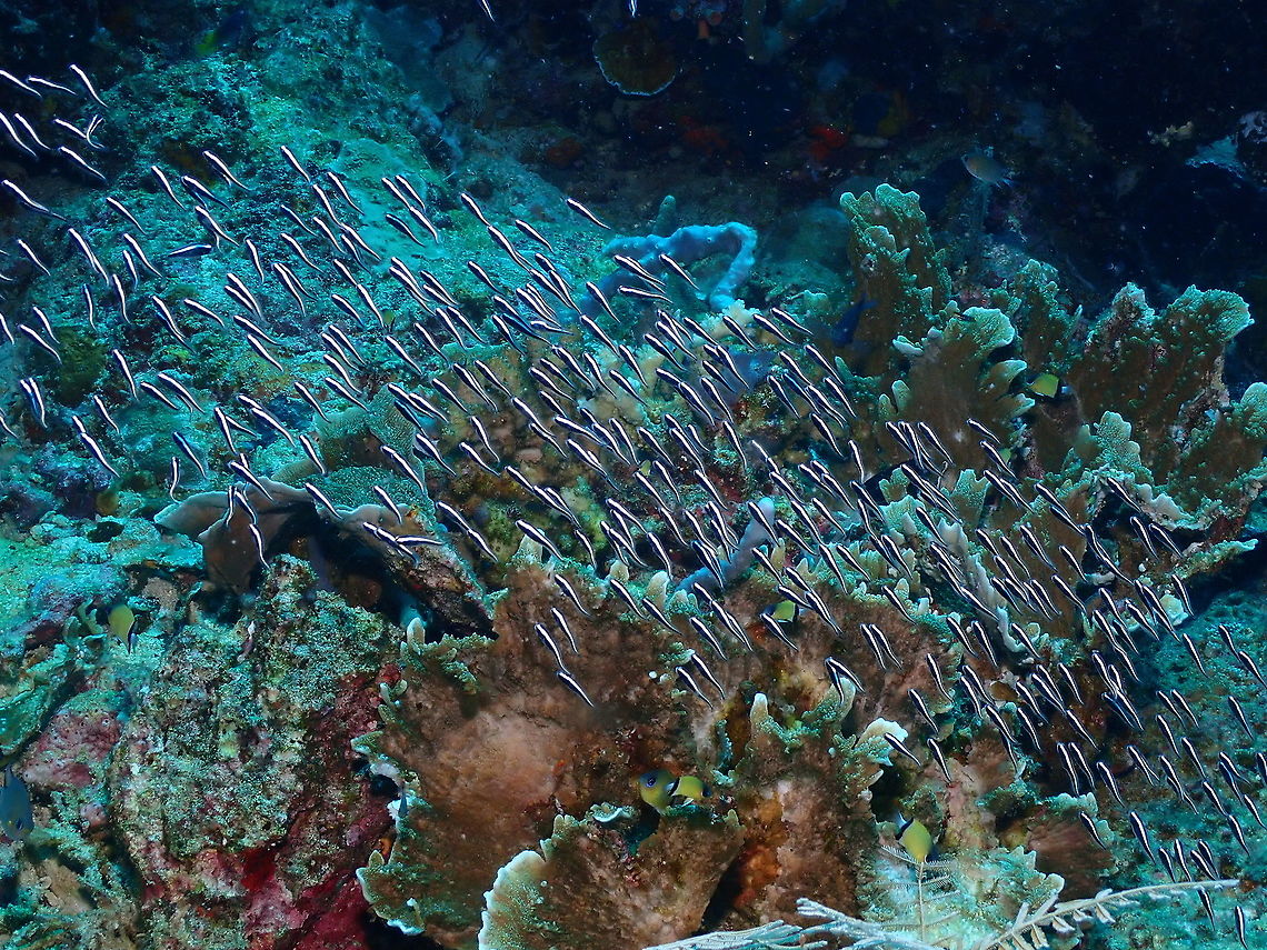 Convict Blenny, school of juveniles - Pholidichthys leucotaenia They are also called false catfish because their juveniles ressemble them but they lack among other features the barbels and are more rounded and shorter when juvenile. The adult looks gorgeous but I could not find one in this trip. See here: <a href="https://fr.wikipedia.org/wiki/Pholidichthys_leucotaenia" rel="nofollow">https://fr.wikipedia.org/wiki/Pholidichthys_leucotaenia</a> Fall,Geotagged,Indonesia,Pholidichthys leucotaenia